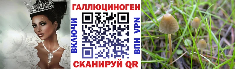 Купить где  Белоозёрский  Галлюциногенные грибы мицелий 